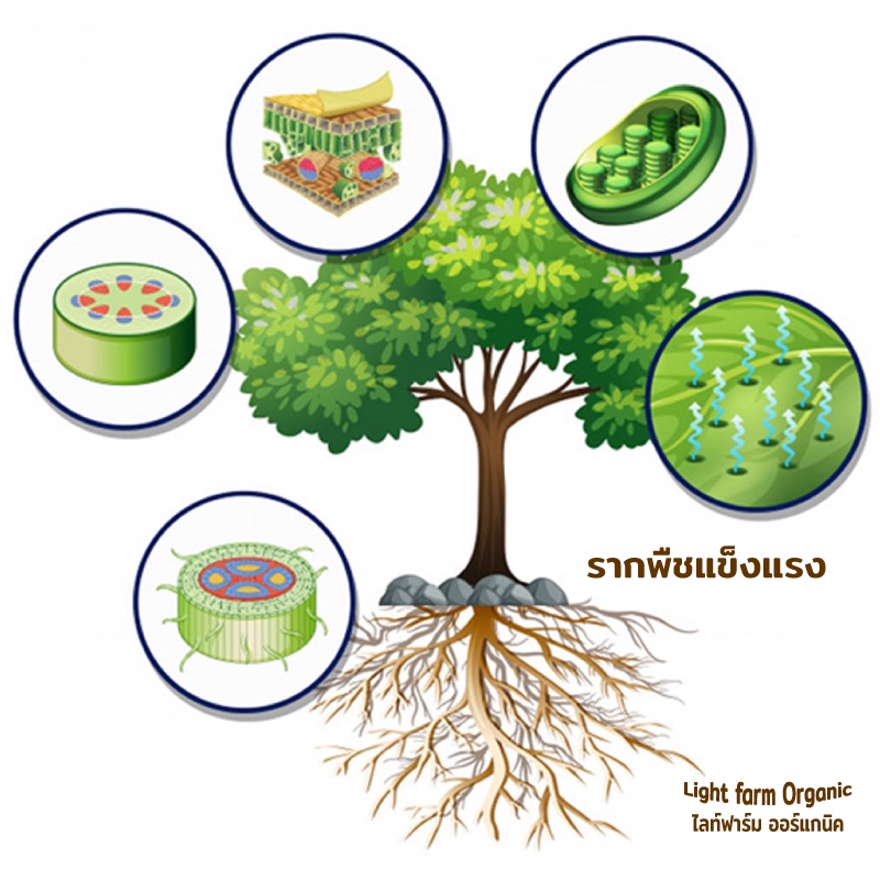 พืชผักใบเขียว-bosschai-1ลิตร-เสริมการเจริญเติบโตได้ดี-สำหรับพืช-ผักทุกชนิด