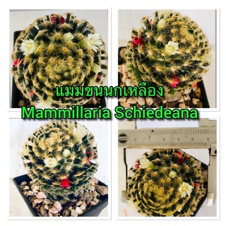 แมมขนนกเหลือง  Mammillaria Schiedeana