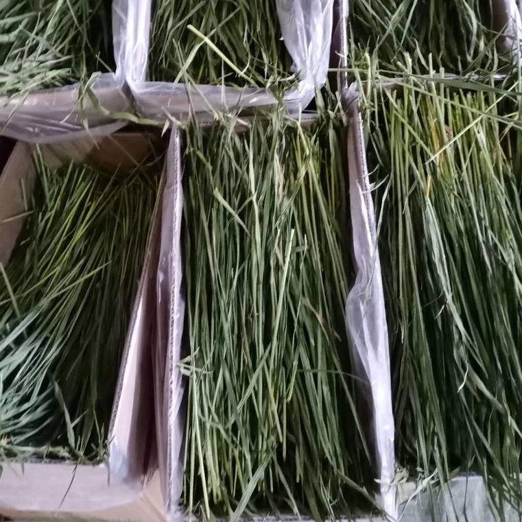 catholiday-หญ้าวีทกราส-กล่อง-1-กก-หญ้ากระต่าย-wheat-grass