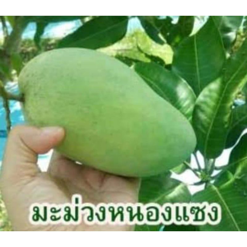 ต้นมะม่วง-พันธุ์มันหนองแซง-ต้นขนาด-1-2-เมตร