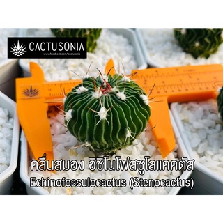 คลื่นสมอง อิชิโนโฟสซูโลแคคตัส Echinofossulocactus (Stenocactus) แคคตัส กระบองเพชร Cactus