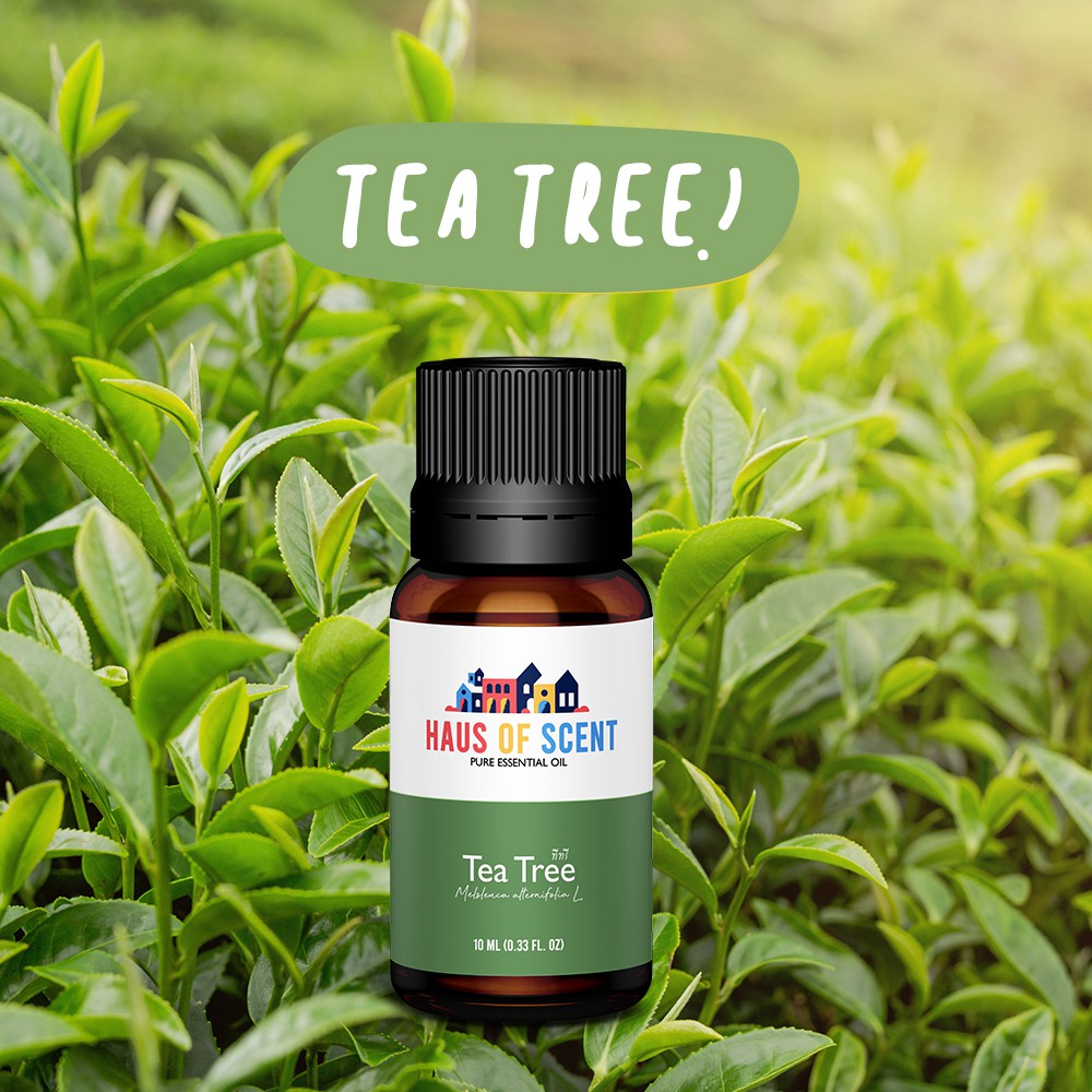 น้ำมันหอมระเหย-ทีทรี-tea-tree-10-ml-pure-essential-oil-น้ำมันอโรม่า-น้ำมันหอมใส่เครื่องพ่นอโรม่า