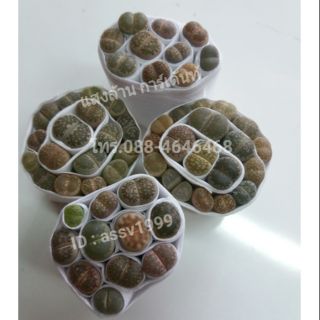 สินค้า 🍀🌷ไลทอป ก้อนหินมีชีวิต ต้นละ 40 บาท (Litop)🌷🍀