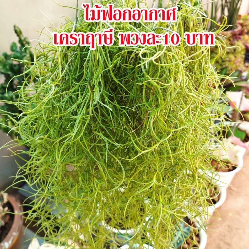 ภาพหน้าปกสินค้าเคราฤาษี พร้อมลวดแขวน พวงละ 10 บาท หนวดฤาษี ไม้ฟอกอากาศ ไม้ประดับ ดักฝุ่น ดูดความชื้นในบ้าน (5พวงขึ้นไป) จากร้าน lukked77 บน Shopee