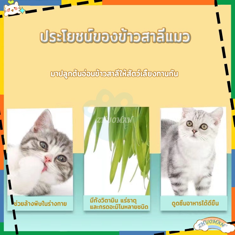 หญ้าแมว-ออร์แกนิค-ชุดปลูกต้นอ่อนข้าวสาลี-เมล็ดข้าวสาลี-ข้าวสาลีแมว-ชุดปลูกข้าวสาลี-ถาดเพาะต้นอ่อน-ชุดปลูกข้าวสาลีแมว