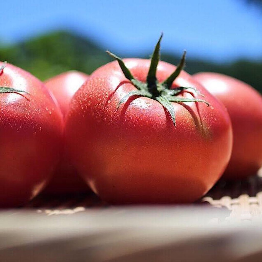 hokkaido-tomato-มะเขือเทศสด-จากฟาร์มฮอกไกโด-คัดสรรคุณภาพทุกลูก100-ความใส่ใจในผลผลิตจากเกษตรกรญี่ปุ่น-ผลไม้