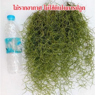 ภาพขนาดย่อของภาพหน้าปกสินค้าเคราฤาษี พร้อมลวดแขวน พวงละ 10 บาท หนวดฤาษี ไม้ฟอกอากาศ ไม้ประดับ ดักฝุ่น ดูดความชื้นในบ้าน (5พวงขึ้นไป) จากร้าน lukked77 บน Shopee ภาพที่ 4