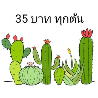 ภาพหน้าปกสินค้าแคคตัสหลายสายพันธุ์  ต้นละ 35 บาท ที่เกี่ยวข้อง