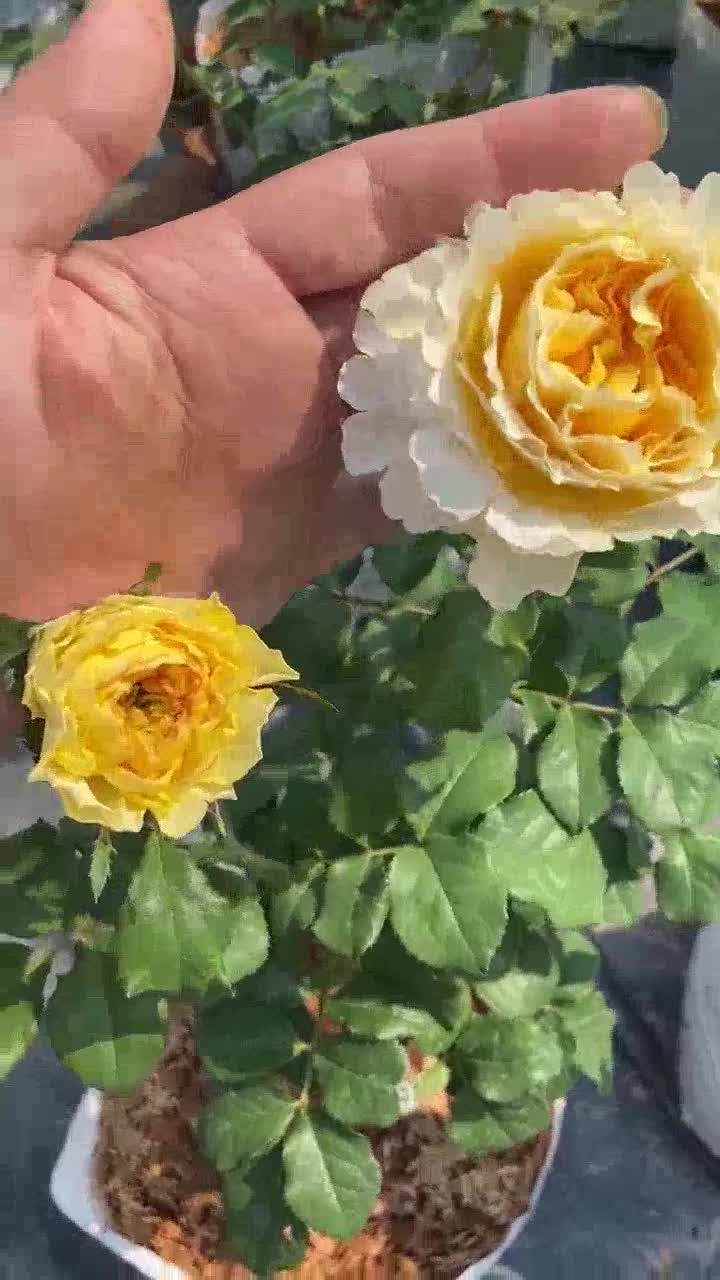 flower-garden-f519-กุหลาบ-beatrice-เบียทรีต-สีเหลืองดอกหอม-แบบถุง-ติดดอก