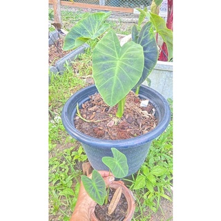 Colocasia coal miner/โคโลคาเซีย โคลไมเนอร์