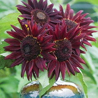 50 pcs Helianthus Red Sunflower Seeds Red Sun Fortune Bloom Flower Seeds Vegetable Live Plants Air Plant Seed Benih Poko