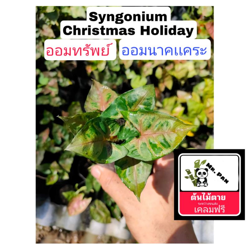 syngonium-christmas-holiday-ออมทรัพย์-หรือ-ออมนาคเเคระ-syngonuim