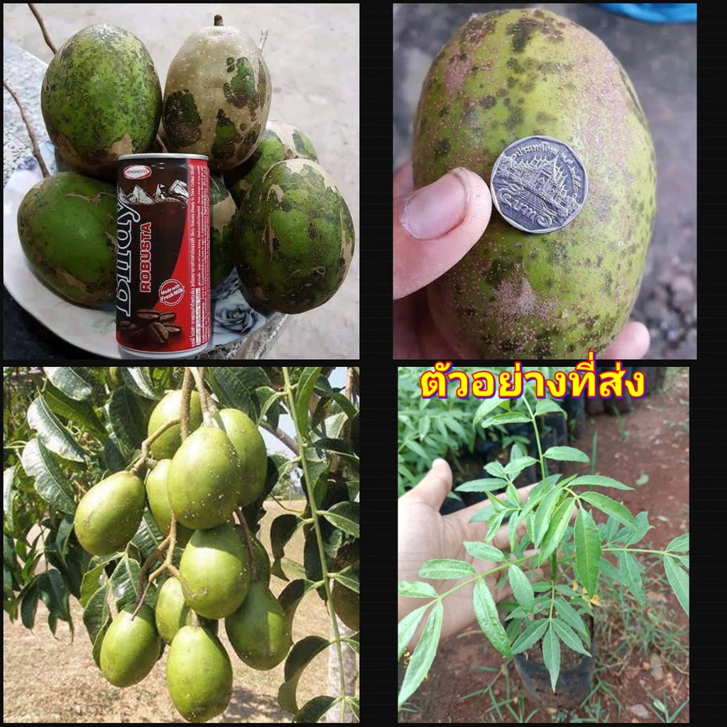 2ต้น-vาย-ต้นพันธุ์-ต้น-มะกอกฝรั่งยักษ์อินโด-มะกอก-ฝรั่งยักษ์-อินโด-ต้นมะกอก-ต้นมะกอกน้ำ-happy