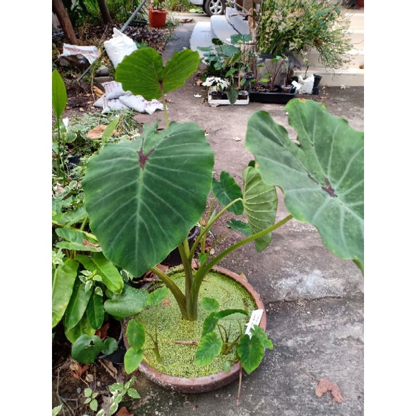 colocasia-black-window-ซื้อ-2-แถม-1บอนแมงมุมแม่ม่ายดำ-ต้นสูง-1-ฟุต