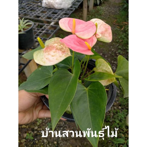 ต้นหน้าวัว-พันธุ์แพนโดร่า