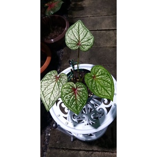 ลูกไม้ บอนสี ราชินี้แห่งใบไม้(Caladium)