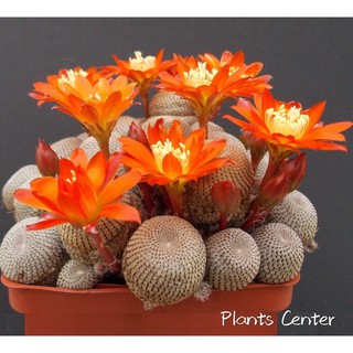สินค้า Plants Center พร้อมส่ง(chengbs)กระบองเพชร แคคตัส cactus Rebutia heliosa ฟอร์มกอ seeding 2-9cm