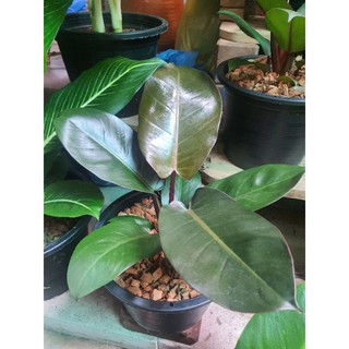 Philodendron Black cardinal แบล็คคาดินัล หรือ กุมารดำเรียกทรัพย์ ต้นไม้ตระกูลฟิโลเดนดรอน กระถาง9นิ้ว