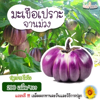 เมล็ดพันธุ์มะเขือเปราะจานม่วง จำนวน 200 เมล็ด อัตราการงอก95% ปลูกง่าย โตไว (แถมฟรี เมล็ดผักทุกออเดอร์)