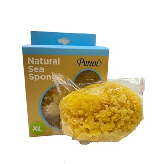 Pureen Natural Sea Sponge ฟองน้ำธรรมชาติ ขนาด XL  พร้อมส่ง