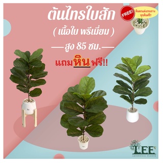 (เกรดใบพรีเมี่ยม) ต้นไทรใบสัก เสมือนจริง สูง 85 ซม. ต้นไม้ปลอมตกแต่งบ้าน (ก3)