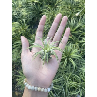 🔥8.8 🔥Ionantha curly leaf เซต 5 ต้น