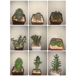 กระบองเพชร ส่งทั้งกระถาง เลือกต้นได้ พร้อมส่ง cactus❤️🌵