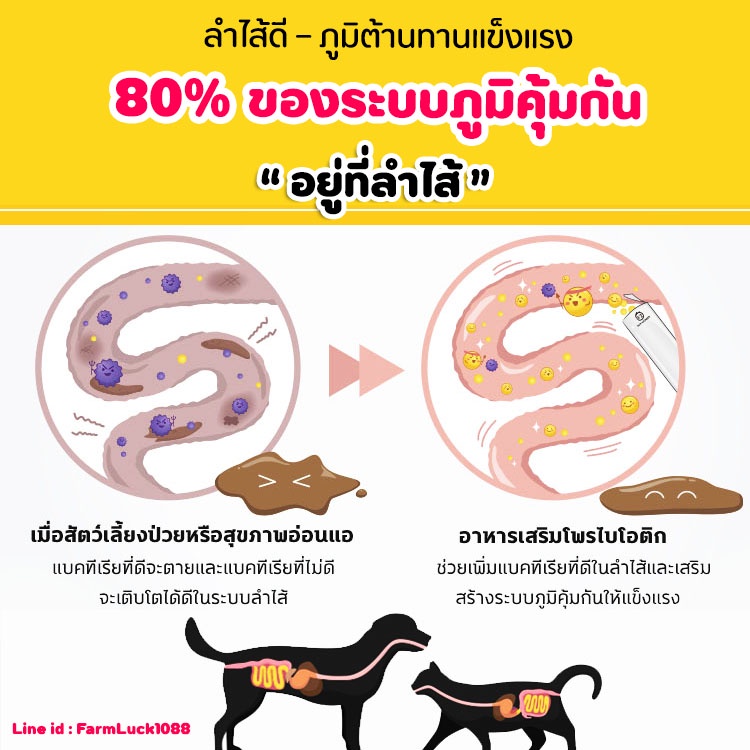 เห็นผลใน7วัน-โพรไบโอติก-สุนัขและแมว-แก้ท้องเสีย-ท้องผูก-ท้องอืด-ลำไส้อักเสบเรื้อรัง-ระบบย่อยมีปัญหา-gut-booster