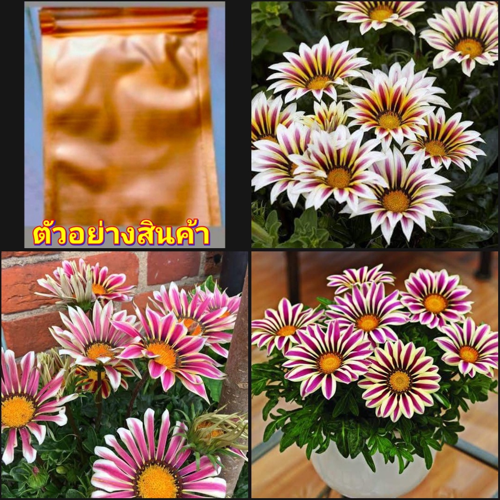 80-100เมล็ด-เมล็ด-พระจันทร์ทรงกรด-กาซาเนีย-gazania-พระจันทร์ทรงกลด-ดอกไม้สวยงาม