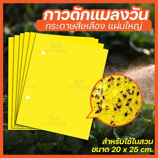 20 แผ่น กาวดักแมลงวันทอง สีเหลือง