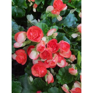 บีโกเนียดอก กุหลาบนางฟ้าบีโกเนีย #(Begonia) ส่งพร้อมกระถาง 5 นิ้ว