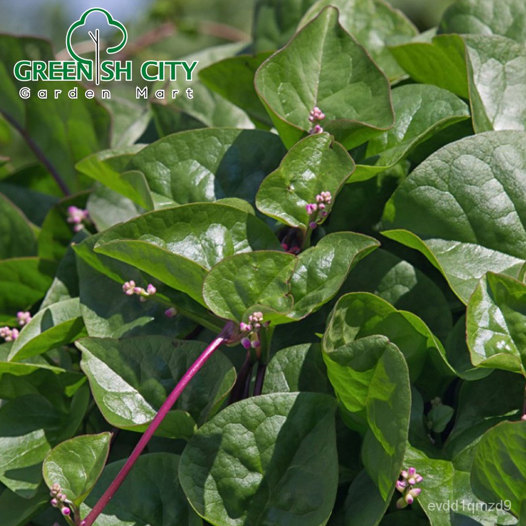 gnc-baba-smart-grow-seed-ve-075-red-stem-malabar-spinach-vege-seed-biji-benih-sayur-sayuran