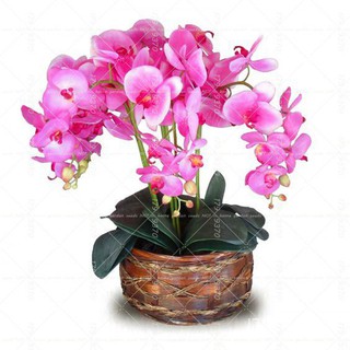Readay stock 10PCS orchid seed Bonsai Flower50 เมล็ด (ไม่ใช่พืชที่มีชีวิต)