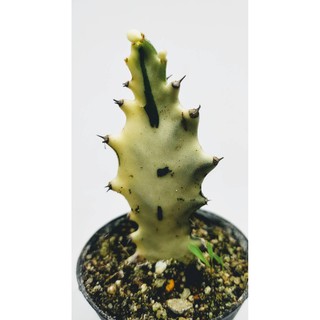 ยูโฟเบีย ด่างขาว ขนาดประมาณ 8*3CM (Euphorbia) แลคเทีย กระดูกมังกรขาว ไม้มงคล ไม้เสริมดวง #cactus #แคตตัส #กระบองเพชร