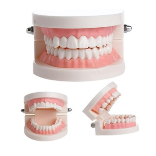 โมเดลฟัน แบบฟัน โมเดลปาก ทันตกรรม ทันตแพทย์ 180องศา จัดฟัน ฟันปลอม คุณภาพดี วัสดุทันตกรรม SC9050