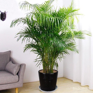 （เมล็ดพันธุ์ ถูก คละ）10แคปซูล / ถุง เมล็ดปาล์มอาริกา Areca palm seeds ต้นไม้มงคล ต้นไม้ฟอกอากาศ ต้นสนใบพาย ต้นสนญี่ปุ่น