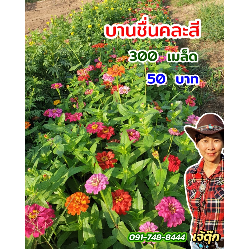 เมล็ดพันธ์ุดอกบานชื่นคละสี-ราคาถูก-มีบริการเก็บเงินปลายทาง-ส่งจริงแน่นอน