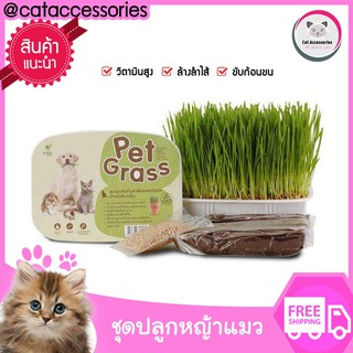 Cat Accessories ชุดปลูกหญ้าแมวจากเมล็ดข้าวสาลี ยี่ห้อ pet grass สะอาดปลอดภัยไม่มีสารพิษ