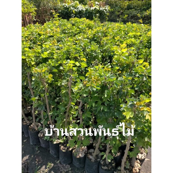 ต้นมะขามเทศหวาน-พันธุ์เกษตร