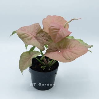 ต้นออมชมพู PINK SYNGONIUM กระถาง 4 นิ้ว(ความสูง 10-15 cm)