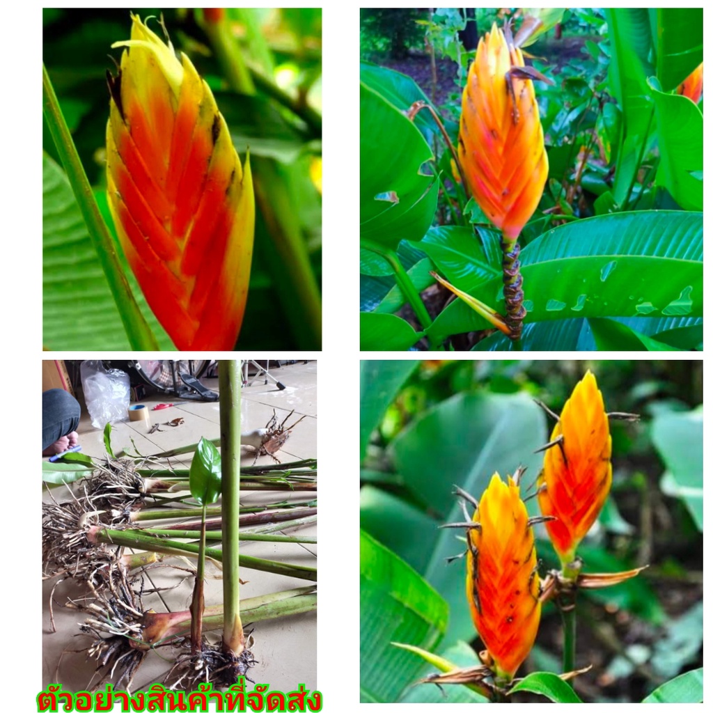 ขาย-หน่อพันธุ์-ดอก-ต้น-หัว-เหง้า-หน่อ-เฮลิโคเนีย-heliconia-episcopalis-อิพิสโคพาลิส-nokair