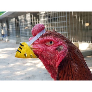 ภาพหน้าปกสินค้าสวมปากไก่ชน#ไฮเทคสวมปากหนังแท้#ที่สวมปากไก่ ที่เกี่ยวข้อง