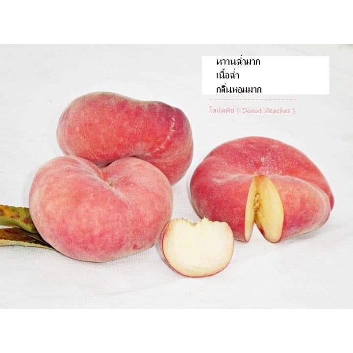 1ต้น-ขาย-ต้นพันธุ์-ต้น-ต้นพีช-โดนัดพีช-ผล-สีชมพู-พีช-ต้นโดนัดพีช-โดนัทพีช-donut-peach-ไร่อิงดาว