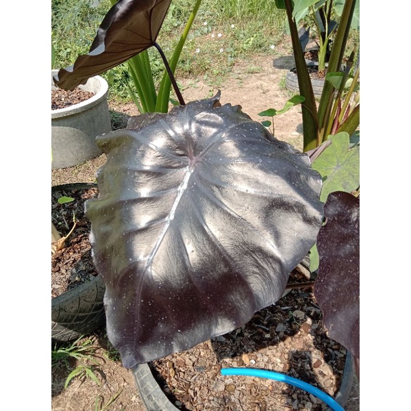 แบล็คโครอลcolocasia-black-coral