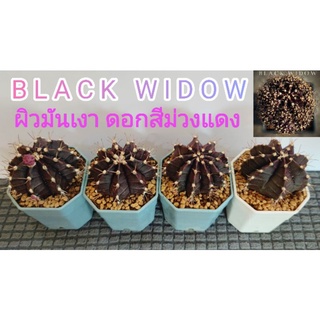 แคคตัสBlack Widow⭐แคคตัสผิวมันเงา ดอกสีม่วงแดง⭐🌵ต้นชำหน่อ🌵💥โคลนดังยอดนิยม💥