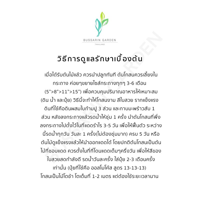 ต้นโกสนพันธุ์-สมฤดี-ไซส์เล็ก-กระถาง-5-สูง-15-20-เซนติเมตร-ซื้อ-10-แถม-1-จัดส่งแบบถอดกระถาง-รับประกันสินค้า