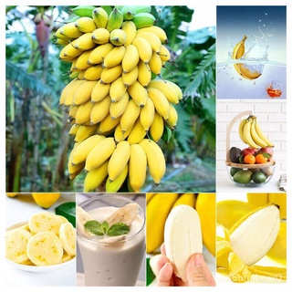 （คุณภาพสูง เมล็ด）50ชิ้น/ถุง เมล็ดกล้วยด่าง fruit seeds กล้วยแคระ เมล็ดกล้วยแคระ กล้วยด่างขาว /ง่าย ปลูก สวนครัว เมล็ด DT