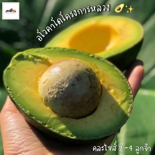 ราคา🥑✨อโวคาโดโครงการหลวงเชียงใหม่ (1 กิโล 2-4 ลูก) แก่จัด รสหวานมัน