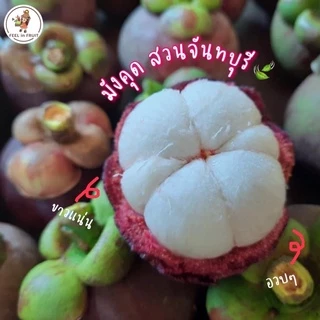 มังคุด หวานฉ่ำ สวนจันทบุรี 👨🏻‍🌾🌳 เมล็ดเล็ก เนื้อแน่น ขาวอวบ หวานฉ่ำ💦 photo