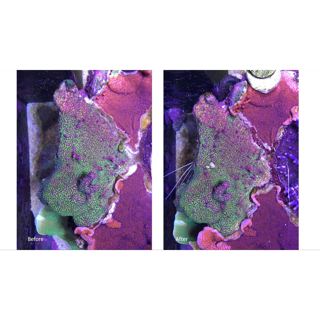 red-sea-coral-coloration-set-4ขวดใหญ่-500ml-x4-แร่ธาตุและวิตามินเร่งสีปะการังที่ทั่วโลกยอมรับ-redsea-เร่งสี-เร่งโต-ปลา